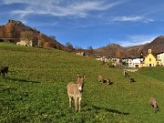 03 Da Reggetto (950 m) con asinelli al pascolo al Corno Zuccone (1458 m )